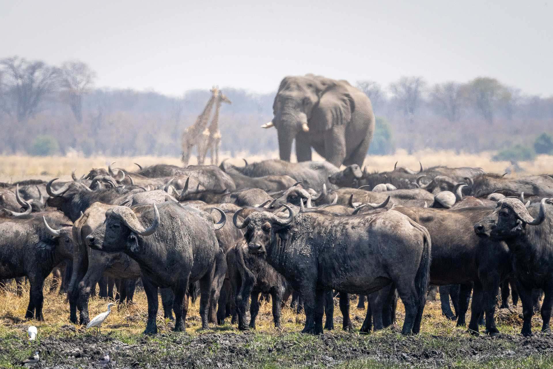 Buffalo and Elephants on a Luxury Botswana Safari